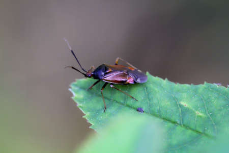 A close-up of a bug on a plant in the meadow.