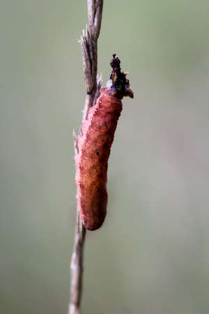 A red caterpillar, butterfly larva on a dry plant.の写真素材