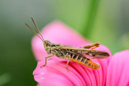A close-up of a grasshopper on a plant flower.の写真素材