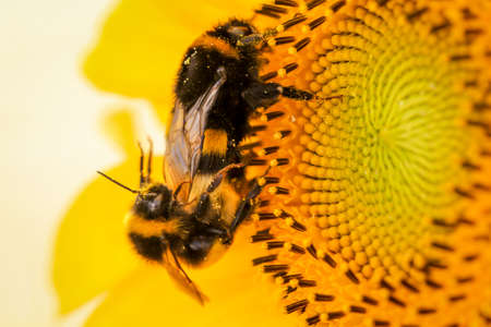 Two bumblebees mating on a sunflower.