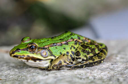 Portrait of a small green tree frog on a granite stone.の写真素材