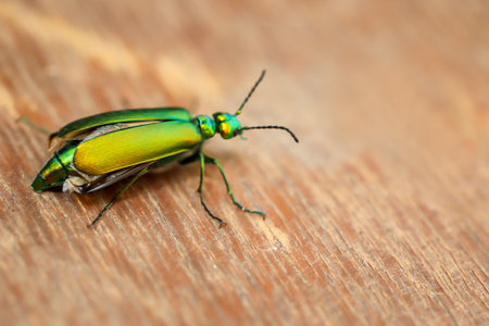 The close-up of an elongated, shiny green jewel beetle.