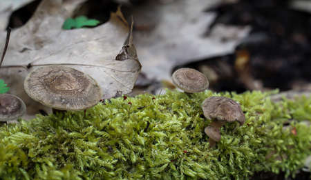 A mushroom on the forest floor. Autumn is mushroom season.