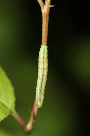 The caterpillar of a suspected trapezoid owl on a bush. These are murder caterpillars that also eat...
