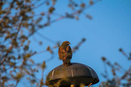 A buzzard on a lantern in the evening sun.