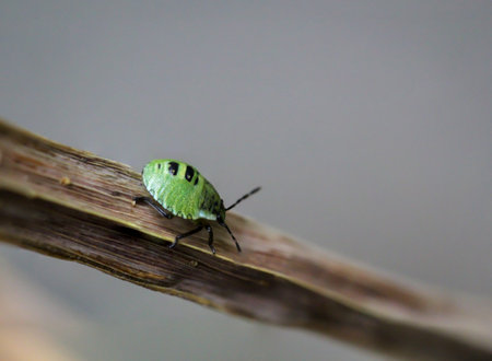 A macro of a beetle, possibly a larva of a ladybug on a plant.