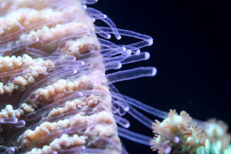 A coral in the saltwater aquarium.