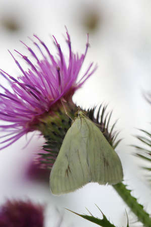 Close up of a butterfly, a moth on a plant.の写真素材