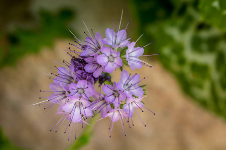 Close up of a cluster flower, Phacelia tanacetifolia.の写真素材
