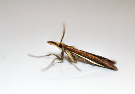 Close up of a moth or borer.の写真素材