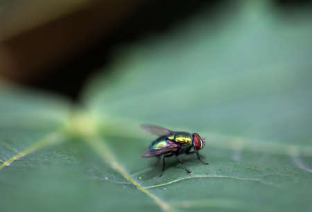 A close up of a fly on a plant.