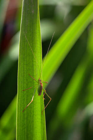 A grasshopper, a cricket sits on a plant.
