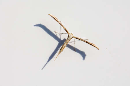 A close-up of a bindweed spirit (Emmelina monodactyla)の写真素材