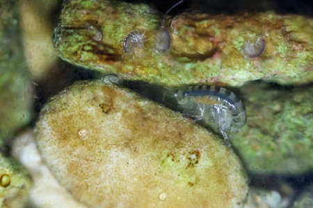 Small amphipods in the bottom of a marine aquarium. They are also used to feed gobies.