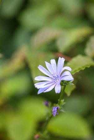 A close-up of a blue common chicory.