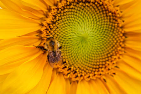 A bumblebee on a sunflower. Sunflowers are popular with bumblebees in summer.の写真素材