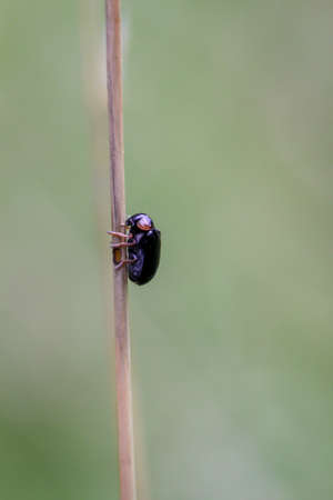 A shiny reddish purple beetle on a blade of grass.