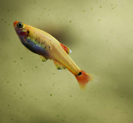 A tetra in a freshwater aquarium.