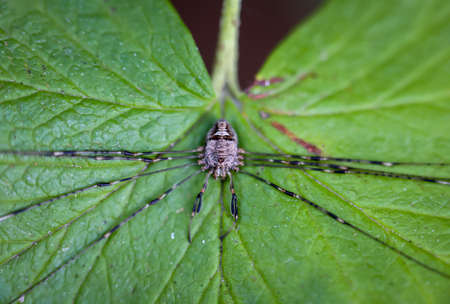 Close up of a Phalangiidae Euponoi Opiliones Dicranochirus caudatus. She belongs to the harvestmen, arachnids, Havestman.の写真素材
