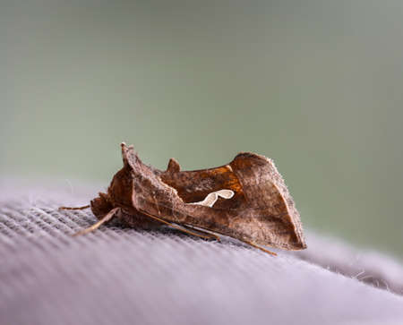 Close up of a gamma owl. Gamma owls are moths that are active during the day and also at night.の写真素材