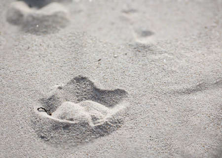 Footprints of a black-headed gull in the fine sand of the dunes by the Baltic Sea.の写真素材