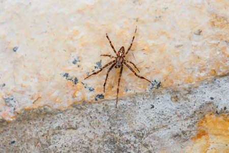 A crevasse spider climbs up a wall.