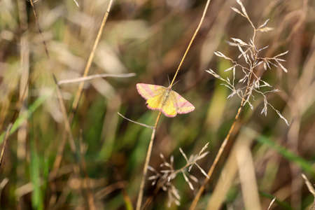 Portrait of a rotbandspanner in the grass of a meadow.の写真素材
