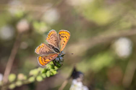 A small fire butterfly sits on a plant in a meadow.