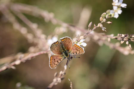 Portrait of a fire butterfly on a plant.の写真素材