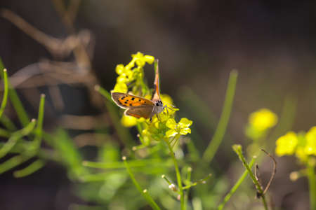 A small fire butterfly sits on a plant in a meadow.