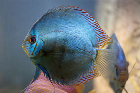 View of discus fish swimming in the planted aquarium. Tropical fish.の写真素材