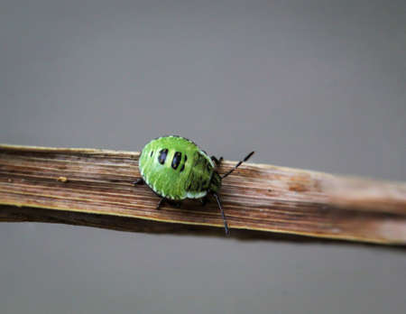 A macro of a beetle, possibly a larva of a ladybug on a plant.の写真素材