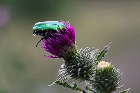 A rose chafer on a thistle in a meadow.