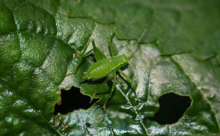 A green grasshopper sits on a meadow plant.