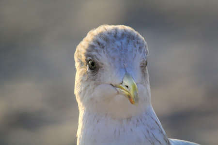 Portrait of a black-headed gull. Black-headed gull on the beach of the Baltic Sea.