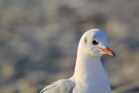 Black-headed gulls, seagull on the beach. Portrait of a seagull.