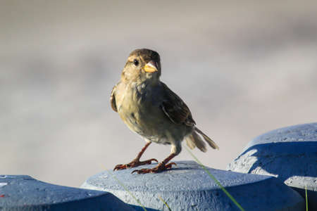 Close up, a study of a sparrow. Sparrows are songbirds.
