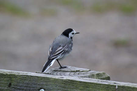 Portrait of a wagtail. A wagtail sits on a railing.の写真素材