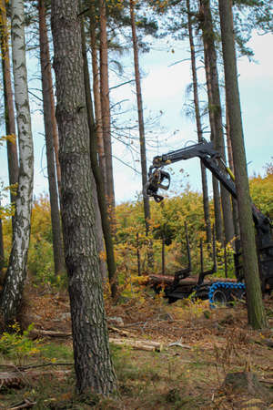 Forest workers with special machines harvesting wood. Tree trunks are loaded.の写真素材