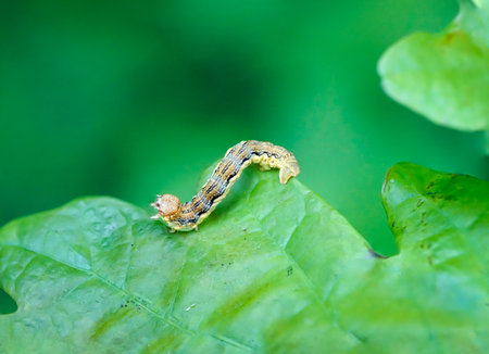 Portrait, close-up of a butterfly caterpillar on a plant.