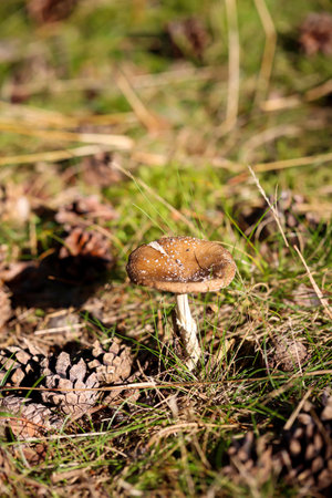 A macro shot of a mushroom in the forest. Edible or inedible.