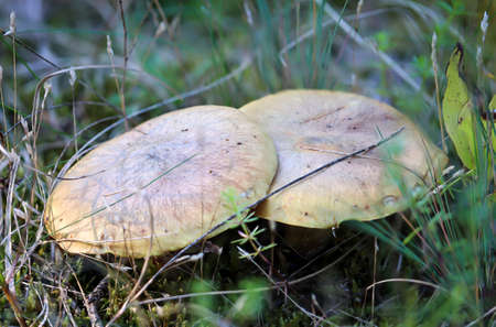 A macro shot of a mushroom in the forest. Edible or inedible.