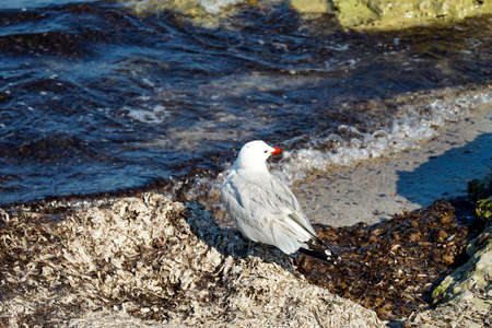 Black-headed gulls, seagull on the beach. Portrait of a seagull.
