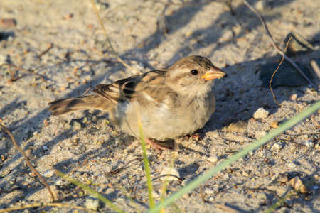 Close up, a study of a sparrow. Sparrows are songbirds.の写真素材