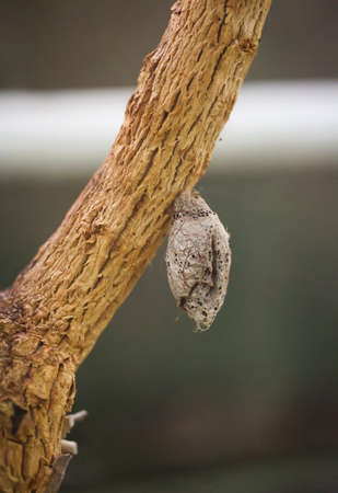 The pupa of a butterfly on a plant.