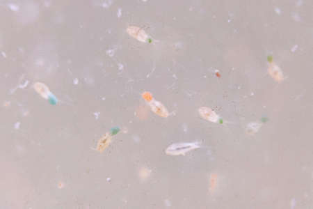 Close up of rotifers, rotifera in a breeding tank. Rotifers are zooplankton.
