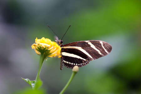 An exotic butterfly on a plant.の写真素材
