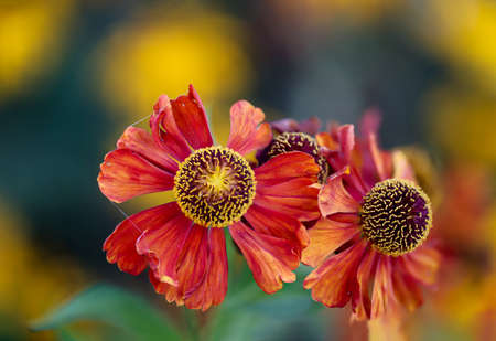 The beautiful flowers of a garden zinnia, Zinnia elegans.
