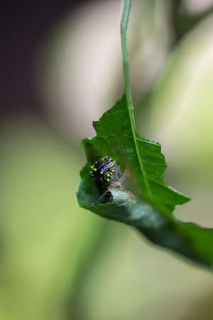 An exotic caterpillar of a butterfly as it pupates in a leaf.の写真素材
