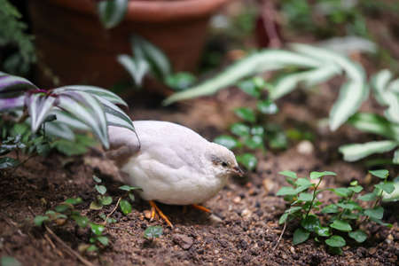 Close up portrait of a pygmy quail, a species of the pheasants (Phasianidae)の写真素材